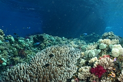 Raja Ampat 2016 - Corail - IMG_4931_rc